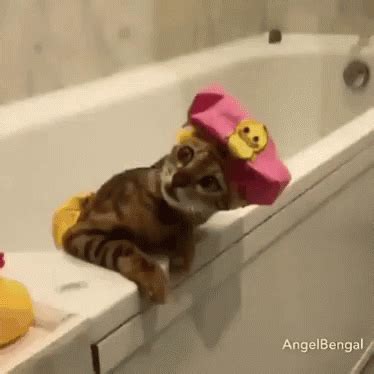 cat bathtub gif